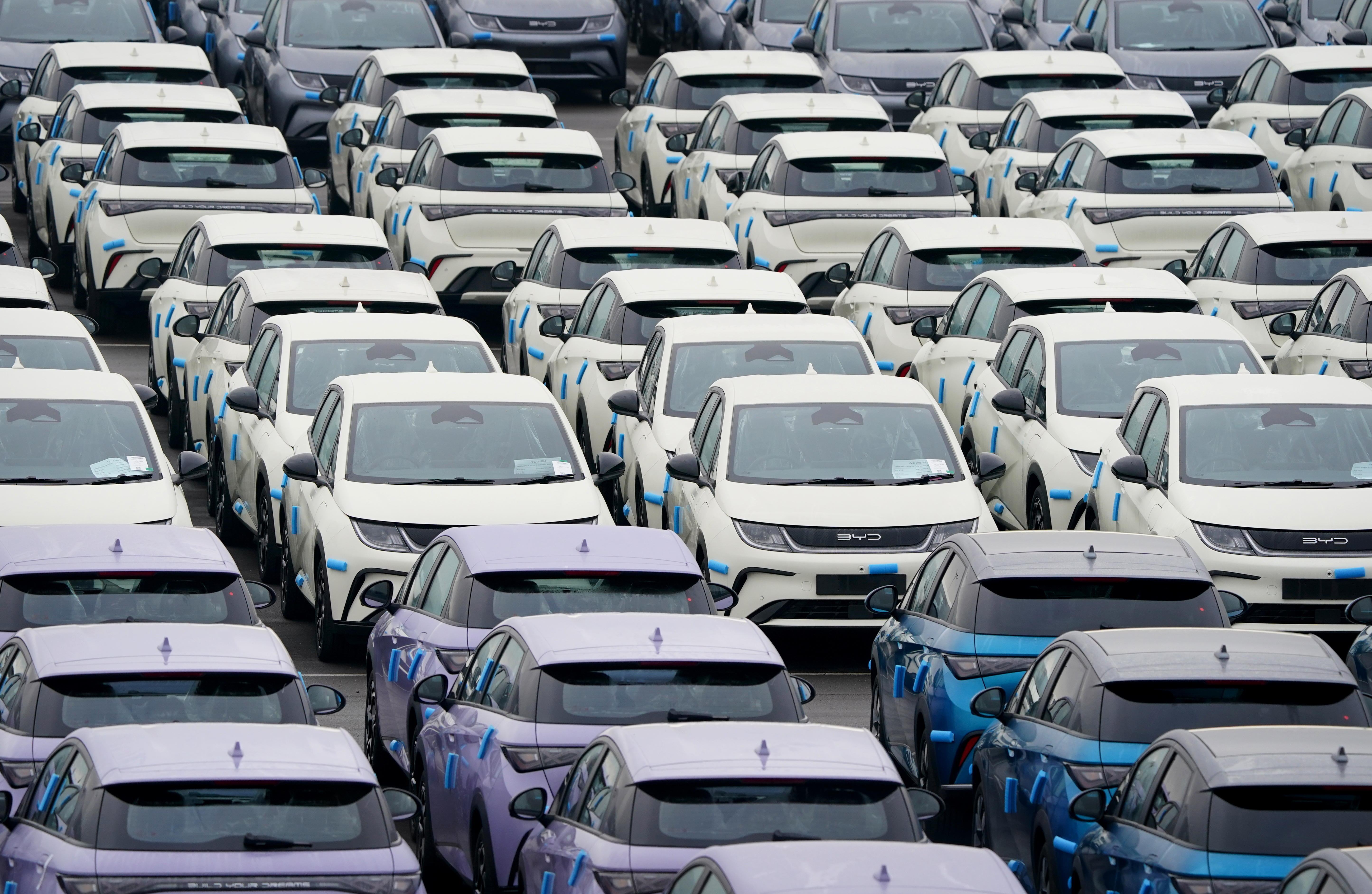 Numerous white and purple BYD electric vehicles parked in a lot.
