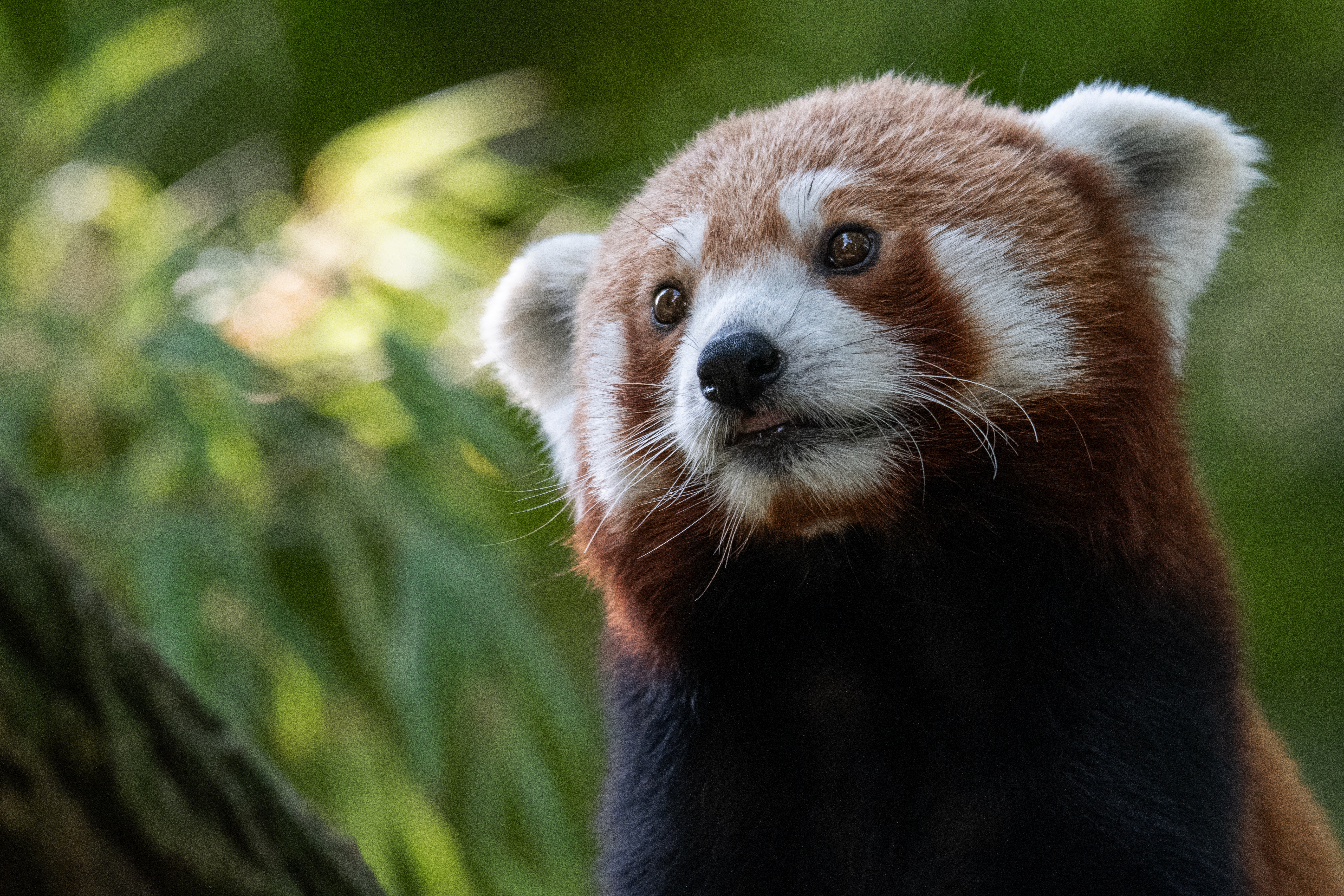 Red panda at the Paris zoo.