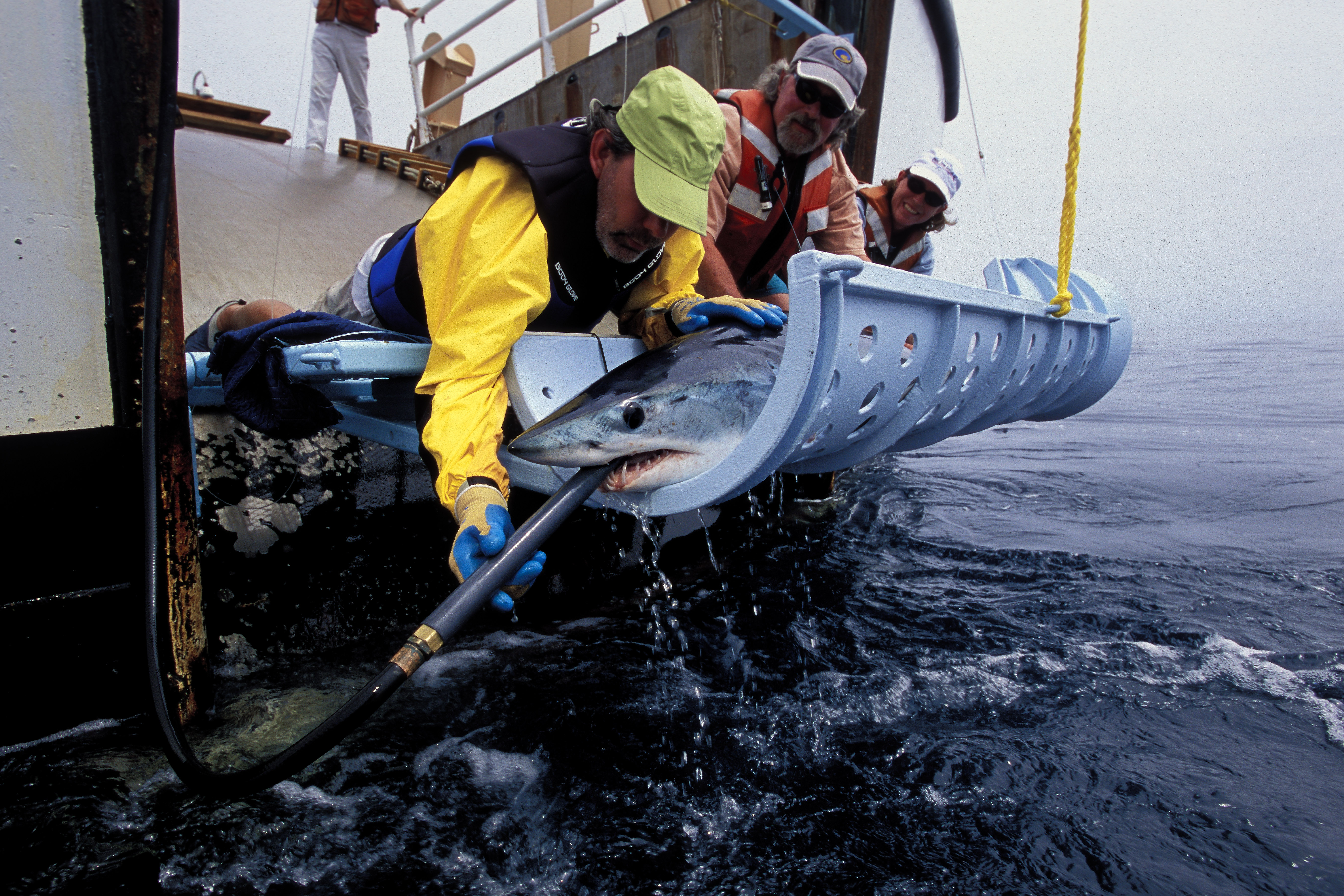 Researchers tagging a mako shark