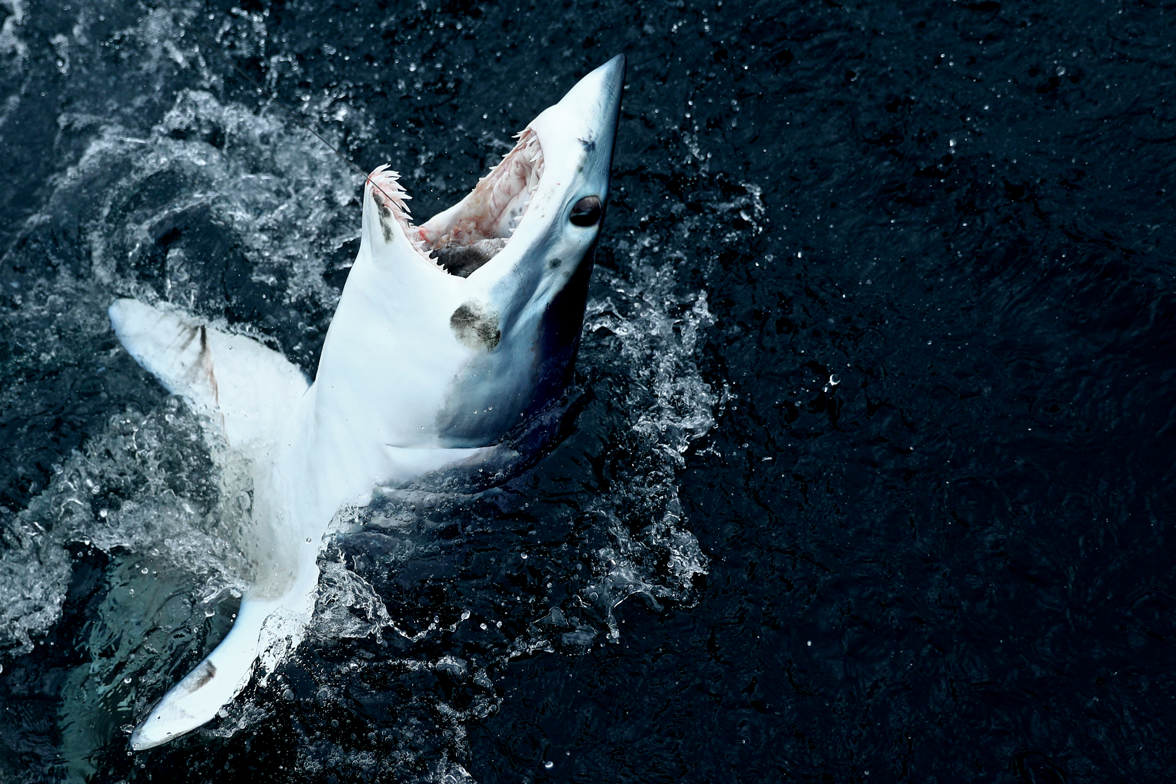 Shortfin mako shark leaping from the water